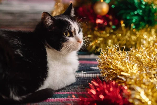Güzel siyah beyaz kedi Noel çelenkleri arasında