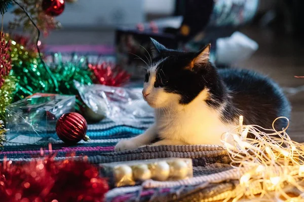 Bellissimo gatto bianco e nero tra i giocattoli natalizi delle ghirlande — Foto Stock