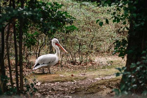 Dalmatian pelican in full growth stands on the ground. Living at the zoo. Winter spring