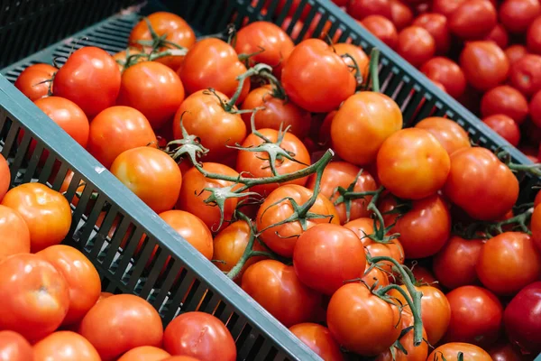 Yiyecek dükkanındaki plastik kutuda taze olgun domatesler. Organik bakkaldan doğal salata malzemeleri al. Çiğ vejetaryen yemeği kavramı.