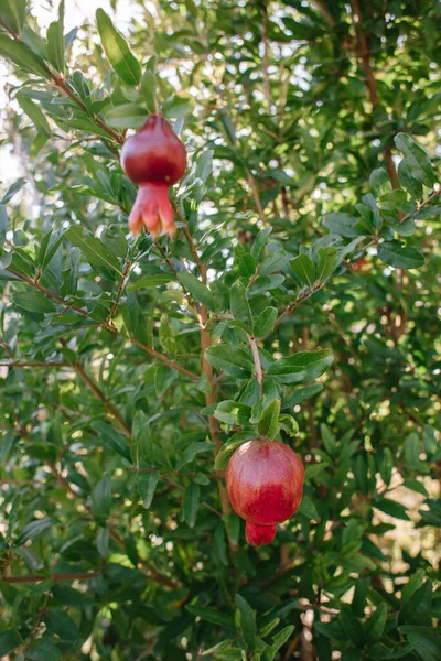 Bahçedeki bir ağaç dalında olgun kırmızı nar meyvesi. Metin için yeri olan renkli resim, kapat. Rosh Hashana - İsrail Yeni Yılı 'nın sembolü.