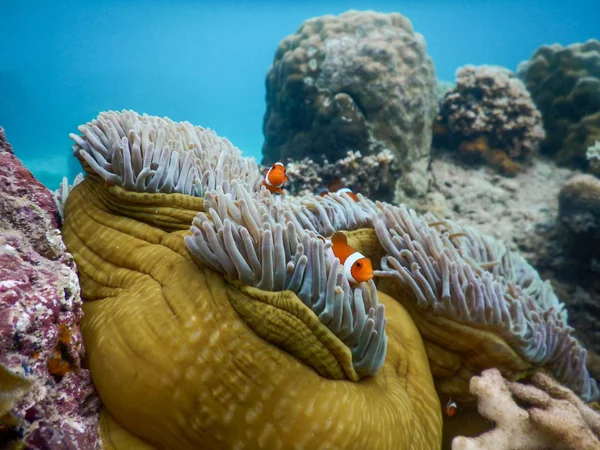 Красивый коралловый риф с рыбой-клоуном — стоковое фото