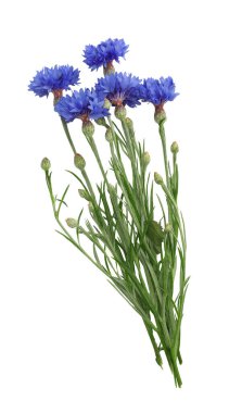 Beyaz arka plan üzerinde izole kır çiçekleri.