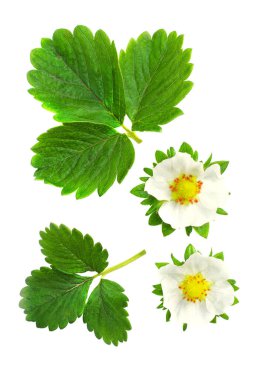 Çileğin yaprakları ve çiçekleri beyaz bir arka planda izole edilmiş.