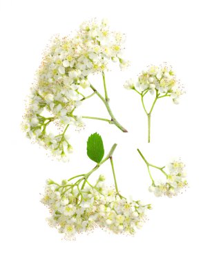 Beyaz arkaplanda izole bir dalda yaşlı çiçekler