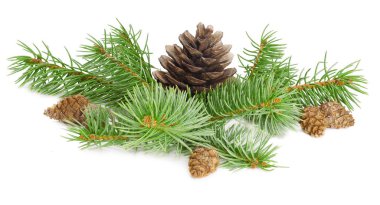 Beyaz arkaplanda izole edilmiş köknar konileri.