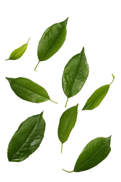 Cherry leaves isolated on white background.