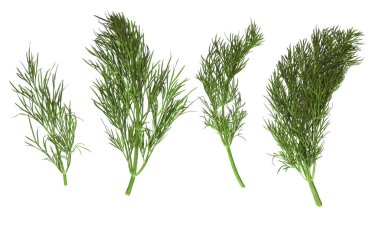 Dill beyaz arkaplanda izole edildi