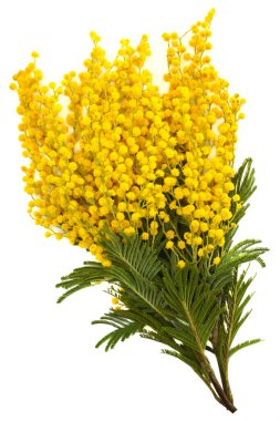 Mimosa şubesi beyaz arkaplanda izole edildi