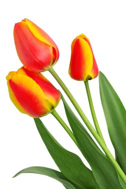 Beyaz arkaplanda izole laleler.