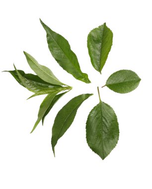 Beyaz arkaplanda kiraz yaprakları izole.