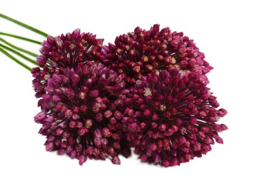 Beyaz arka planda izole edilmiş yabani sarımsak çiçeği.