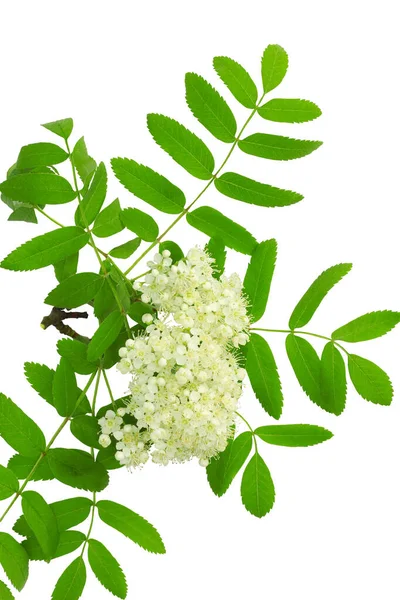 Blooming Mountain Ash Isolated White Background — Stock Photo, Image