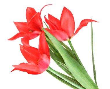 Beyaz arkaplanda izole laleler