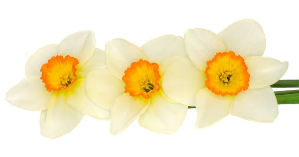 Narcisos Isolados Sobre Fundo Branco — Fotografia de Stock