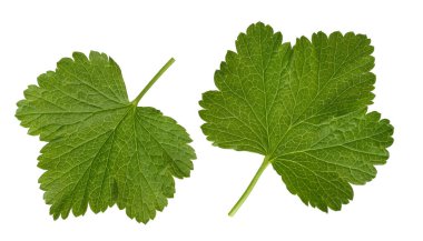 Beyaz arka planda siyah frenk üzümü yaprakları izole edilmiş.