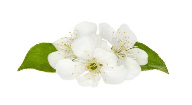 Beyaz arkaplanda yaprakları olan çiçekler