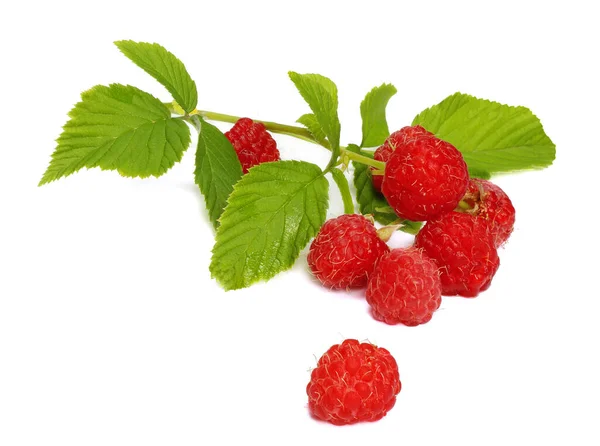 Framboises Rouges Isolées Sur Fond Blanc — Photo