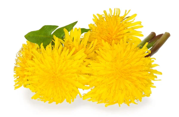 Dandelion Flowers Isolated White Background — Stock Photo, Image