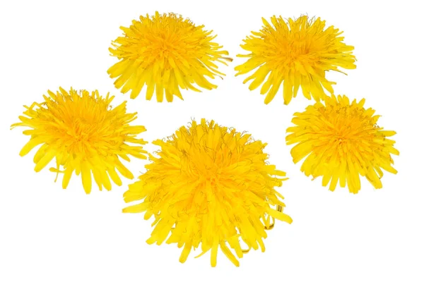 Dandelion Flowers Isolated White Background — Stock Photo, Image