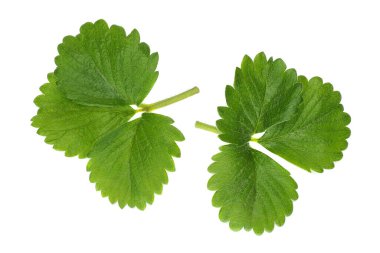 Beyaz arkaplanda yalıtılmış çilek yaprakları