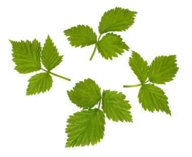 beyaz zemin üzerinde izole Ahududu yaprakları