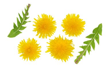 Karahindiba yaprakları ve çiçekleri beyaz arka planda izole edilmiş.