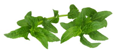 Nane, beyaz arkaplanda izole edilmiş