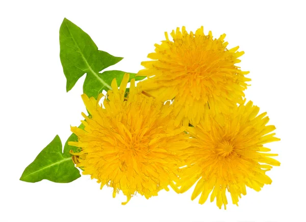 Leaves Flowers Dandelion Isolated White Background — Stock Photo, Image