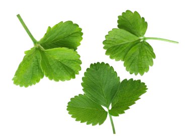 Beyaz arkaplanda yalıtılmış çilek yaprakları