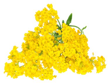 Beyaz arkaplanda izole bir dalda çiçekler