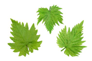 Beyaz arkaplanda yalıtılmış üzüm yaprakları