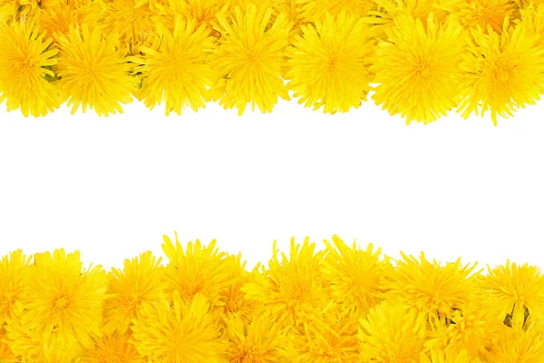 Dandelion Flowers Isolated White Background — Stock Photo, Image