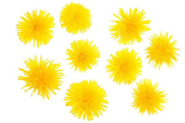 Dandelion Flowers Isolated White Background — Stock Photo, Image