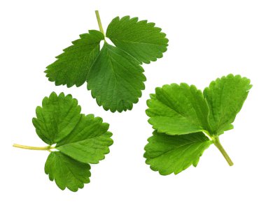 Beyaz arkaplanda yalıtılmış çilek yaprakları