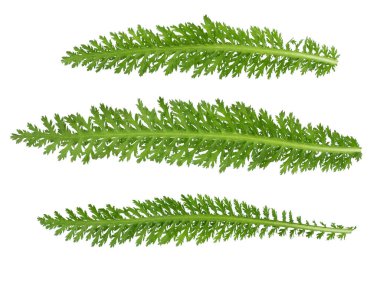 Eğreltiotu yaprakları beyaz arkaplanda izole