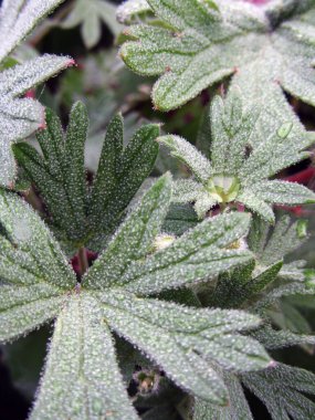               Günaydın, çiğ taneli bahar yeşillikleri.                 