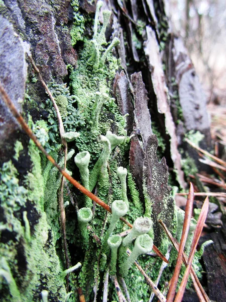 Moss Primavera Tocón Bosque Húmedo — Foto de Stock