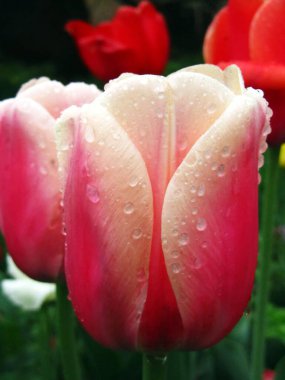 Bahar yağmurundan sonra lalelerin rengi.