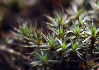 Baharda ıslak orman toprağında yeşil yosun.