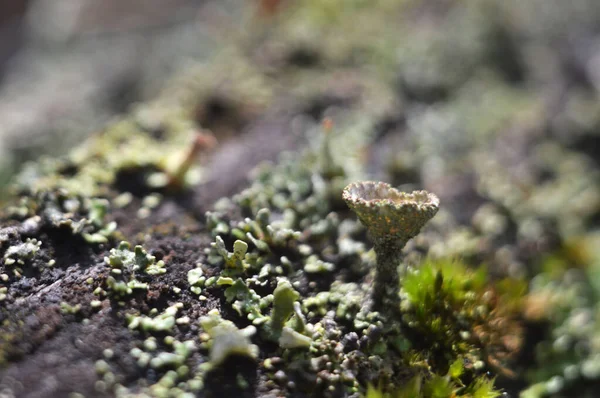 Gündoğumunda Kütüğün Islak Kabuğunda Lichenlar — Stok fotoğraf
