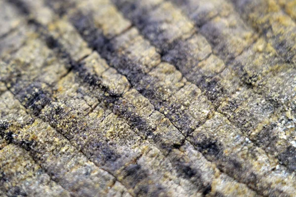 Lichen Calopat Cânepă Ornament Simetric Inelelor Anuale — Fotografie, imagine de stoc
