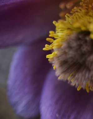 Ön planda baharın başlarında yaprakların yapraklarının büyüdüğü bir çiçek var..