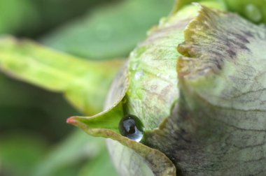 Bulutlu bir bahar sabahında bir damla çiğ tanesiyle şakayık tomurcuğu.
