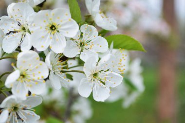 Mayıs ayının güneşli bir sabahında kiraz çiçekleri açar.