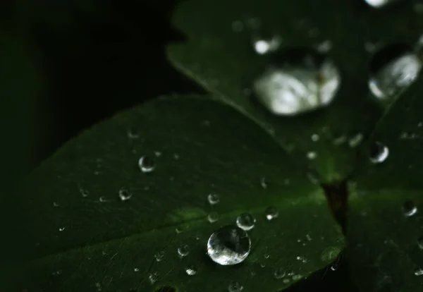 Folha Trevo Com Gotas Orvalho Nublado Clima Primavera — Fotografia de Stock