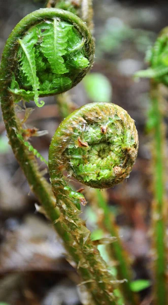 Ein Junges Blatt Eines Farnförmigen Gewöhnlichen Farns Frühling — Stockfoto