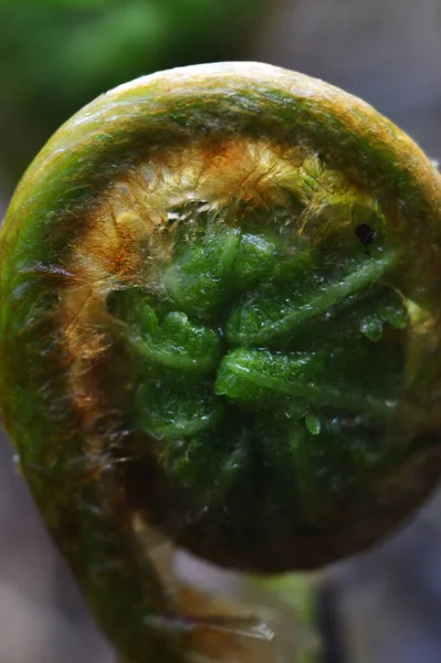 용설란 양치식물의 클로즈업 — 스톡 사진