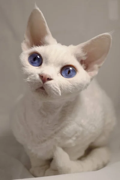 Liten Vit Katt Devon Rex Skapa Vit Bakgrund Katten Har — Stockfoto