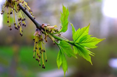 Genç yeşil yapraklı ağaç dalı, tomurcuklar ve katkinler, yakın plan.